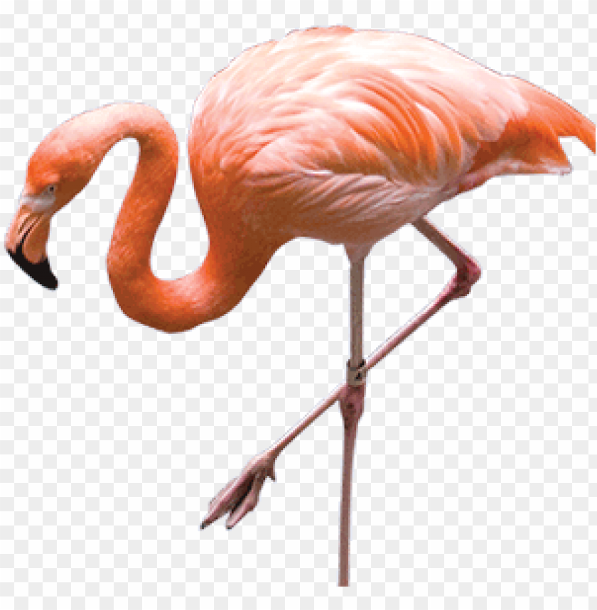 Download flamingo png images background | TOPpng