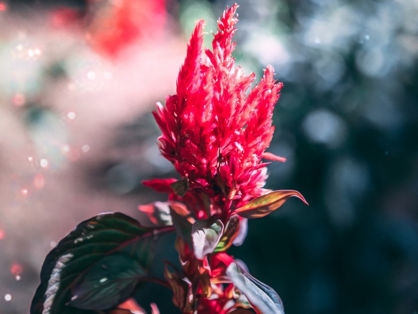 Free download | HD PNG flower inflorescence red plant macro 4k ...