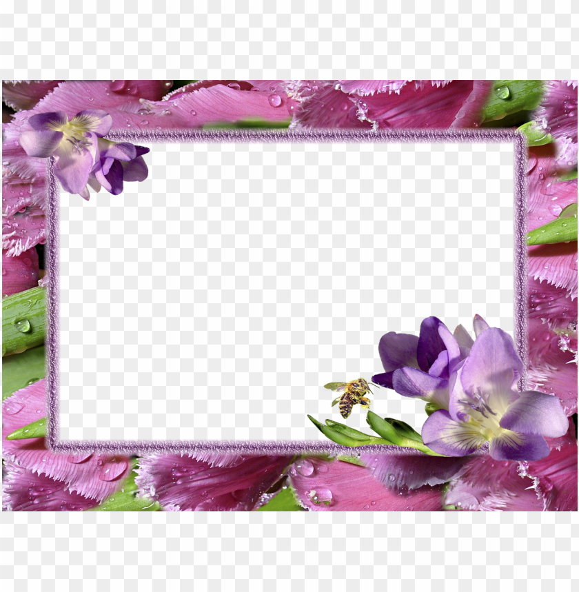 Free download HD PNG flower photo frames hd PNG transparent with