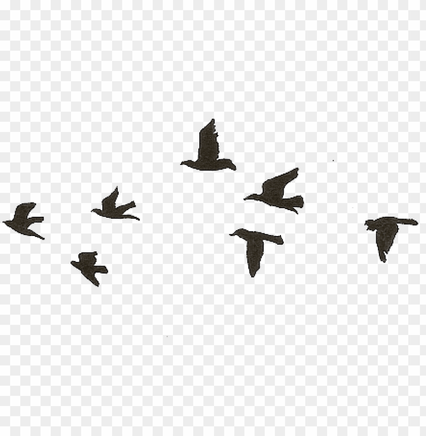 Download flying birds gif transparent png - Free PNG Images | TOPpng