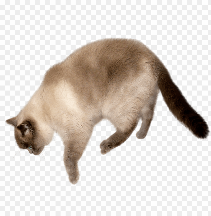 Free download | HD PNG flying cat transparent background PNG ...