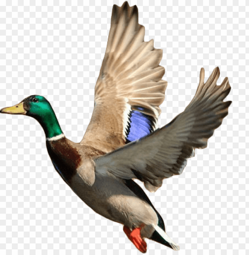 Free Download HD PNG Flying Duck Png Mallard Ducks Taking Off PNG Transparent With Clear