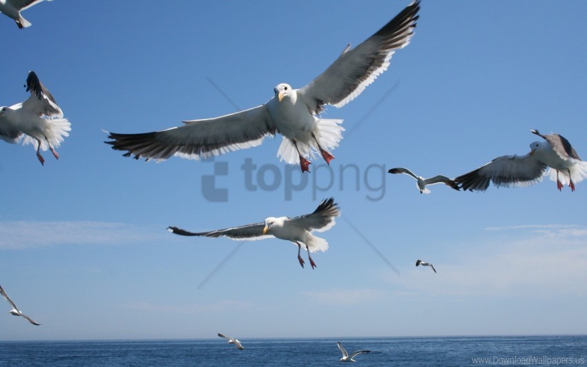 Free download | HD PNG flying sea seagulls sky wallpaper background ...