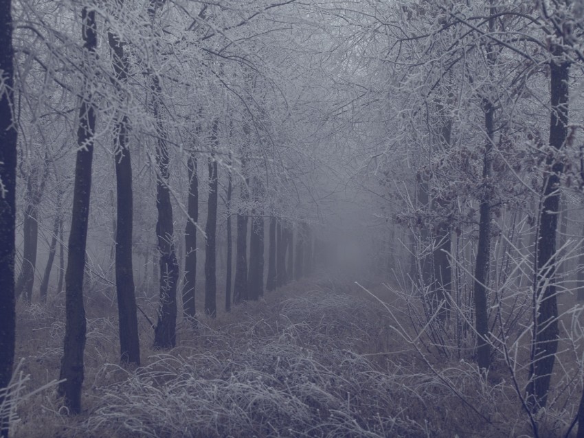 Free download | HD PNG fog forest frost branches trees grass 4k ...