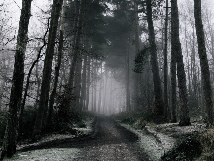 Free download | HD PNG fog forest trees winter snow branches dark 4k ...