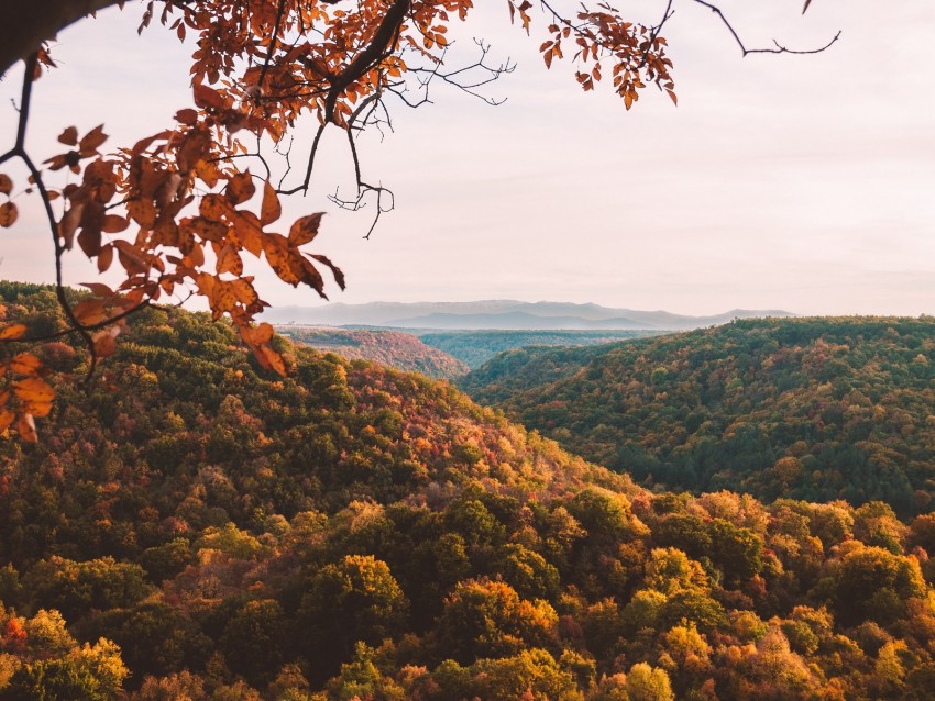 Free download | HD PNG forest aerial view autumn trees branches png ...