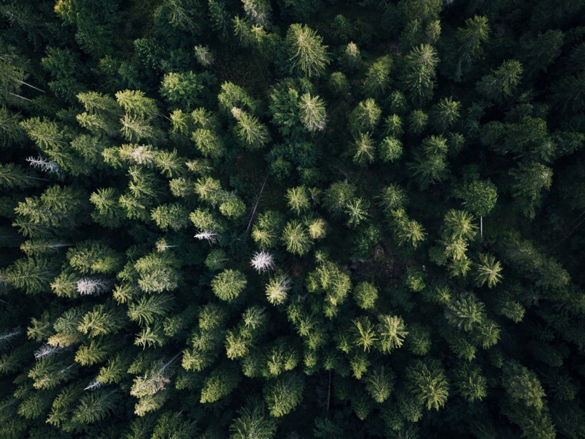 Free download | HD PNG forest aerial view trees green overview 4k ...