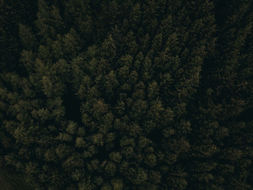 Free download | HD PNG forest aerial view trees tops dark 4k wallpaper ...