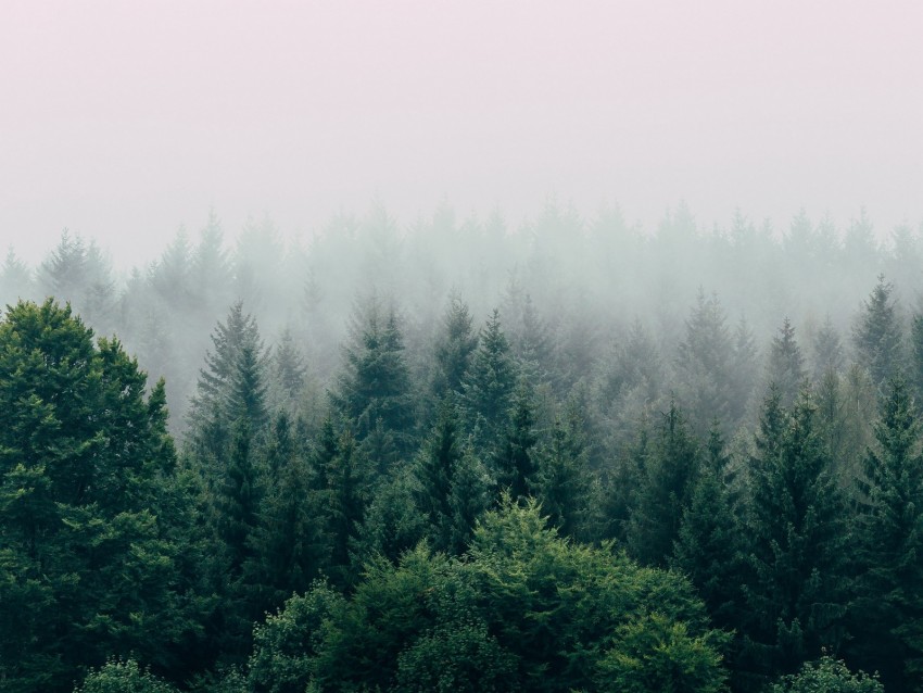 Free download | HD PNG forest fog aerial view trees sky 4k wallpaper ...