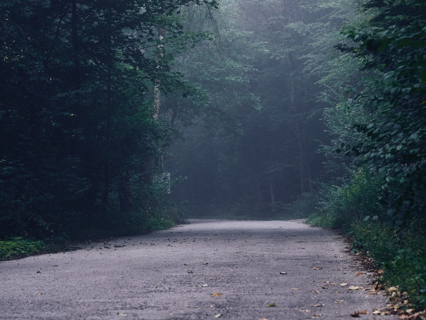 Free download | HD PNG forest fog road turn trees 4k wallpaper | TOPpng