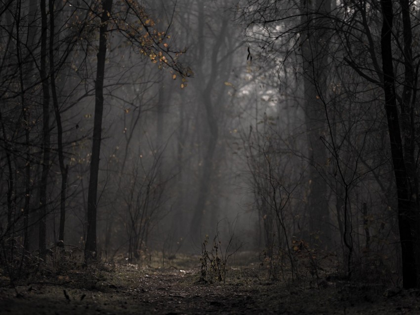 Free download | HD PNG forest fog trees branches autumn 4k wallpaper ...
