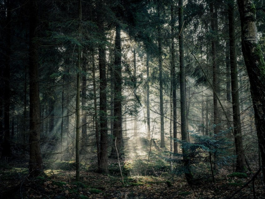 Free download | HD PNG forest fog trees branches light 4k wallpaper ...