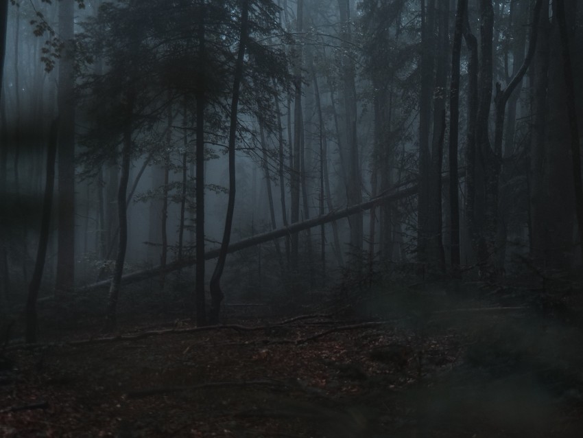 Free download | HD PNG forest fog trees gloomy dark 4k wallpaper | TOPpng