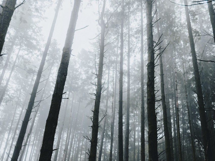 Free download | HD PNG forest fog trees grass vegetation 4k wallpaper ...