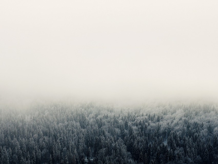 Free download | HD PNG forest fog trees sky 4k wallpaper | TOPpng
