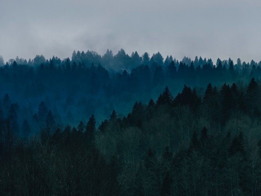 Free download | HD PNG forest fog trees top view sky 4k wallpaper | TOPpng