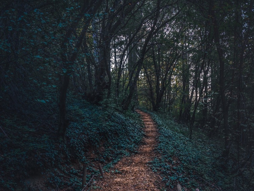 Free download | HD PNG forest path autumn trees steps 4k wallpaper | TOPpng