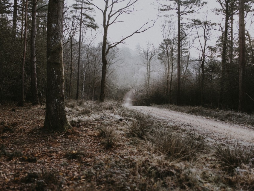 Free download | HD PNG forest path fog trees frost autumn 4k wallpaper ...