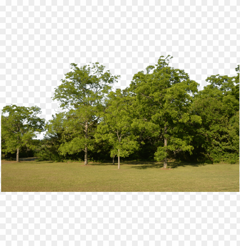 Free download | HD PNG forest png image tree for background PNG ...