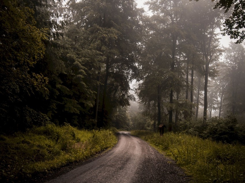 Free download | HD PNG forest road fog turn trees grass 4k wallpaper ...