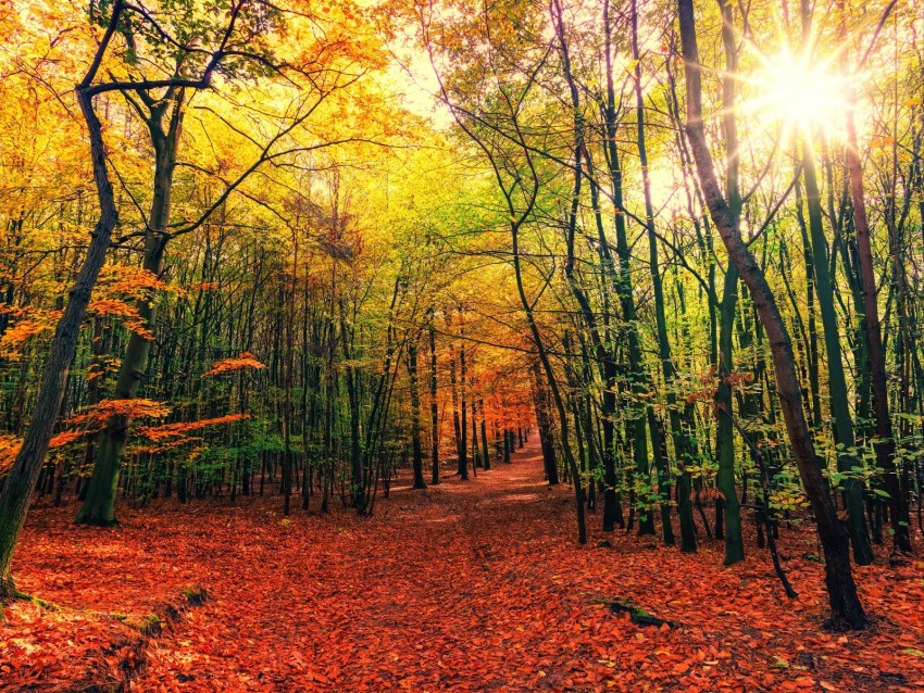 Free download | HD PNG forest trail autumn trees leaves fallen 4k ...