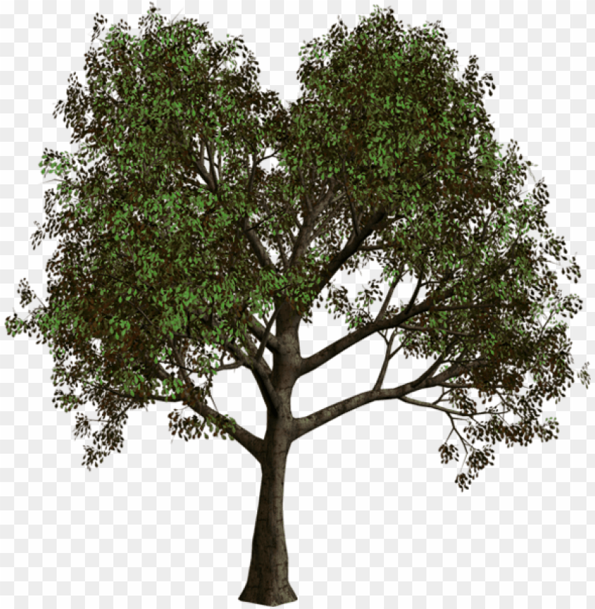 Download forest tree png - Free PNG Images | TOPpng