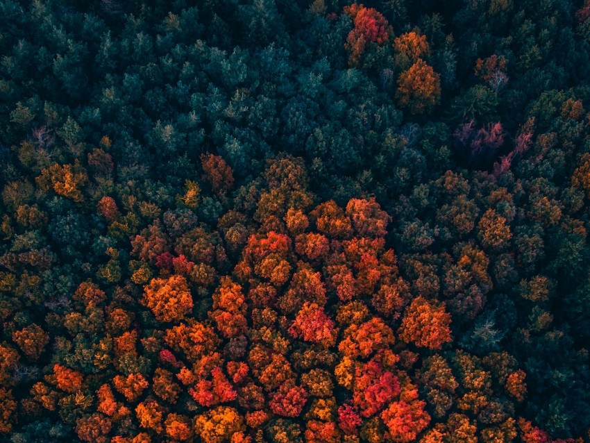 Free download | HD PNG forest trees aerial view autumn autumn colors ...