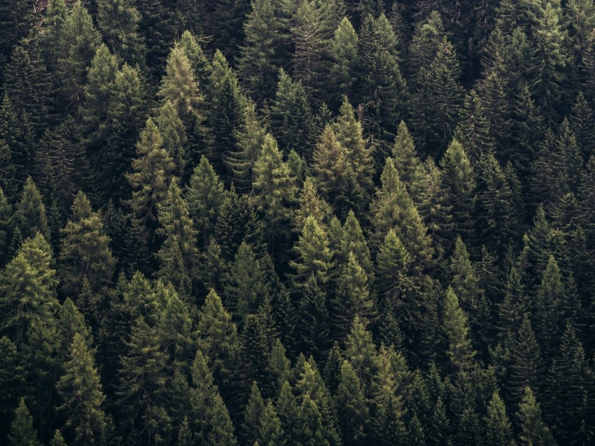 Free download | HD PNG forest trees aerial view needles pines 4k ...