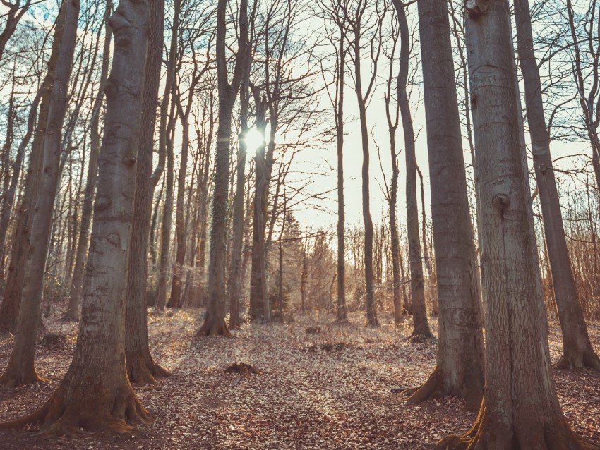 Free download | HD PNG forest trees autumn nature landscape 4k ...