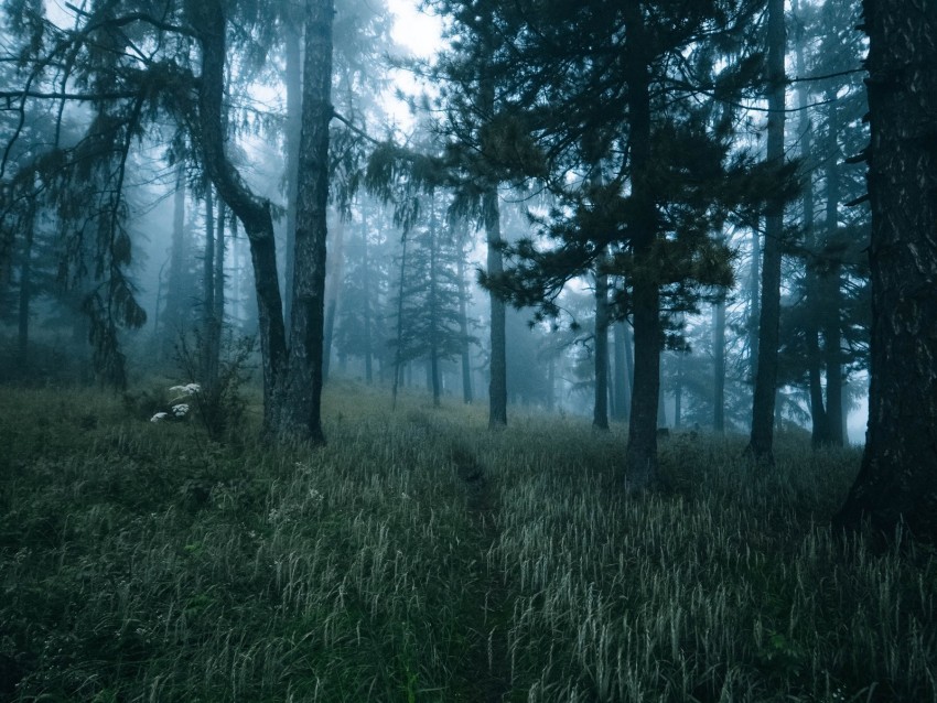 Free download | HD PNG forest trees fog grass path 4k wallpaper | TOPpng