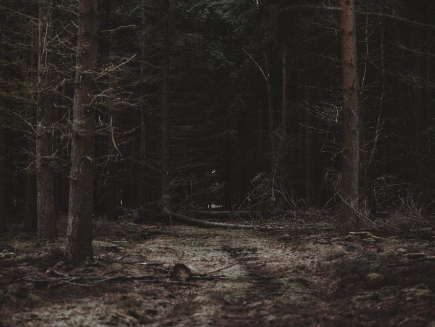 Free download | HD PNG forest trees path dark 4k wallpaper | TOPpng
