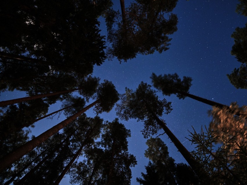 Free download | HD PNG forest trees starry sky night dark 4k wallpaper ...