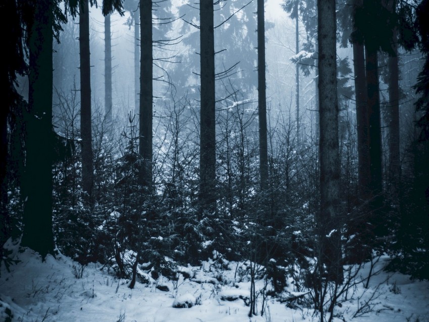 Free download | HD PNG forest winter fog trees 4k wallpaper | TOPpng