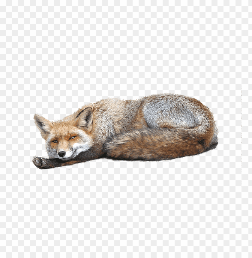 Free download | HD PNG fox lying down and relaxing | TOPpng