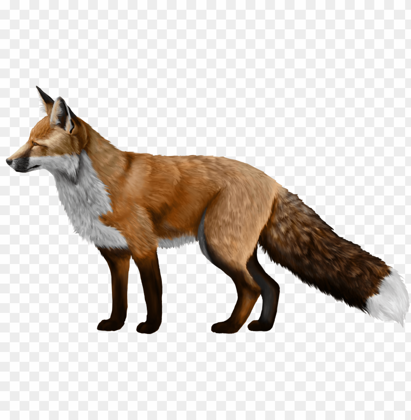 Free download | HD PNG calm fox standing and looking forward png images ...