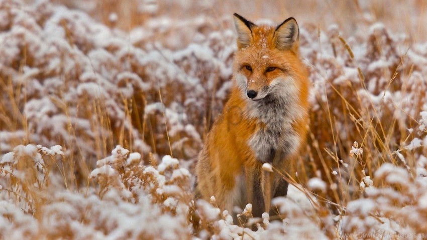 Free download | HD PNG fox grass hunting sit snow wallpaper background