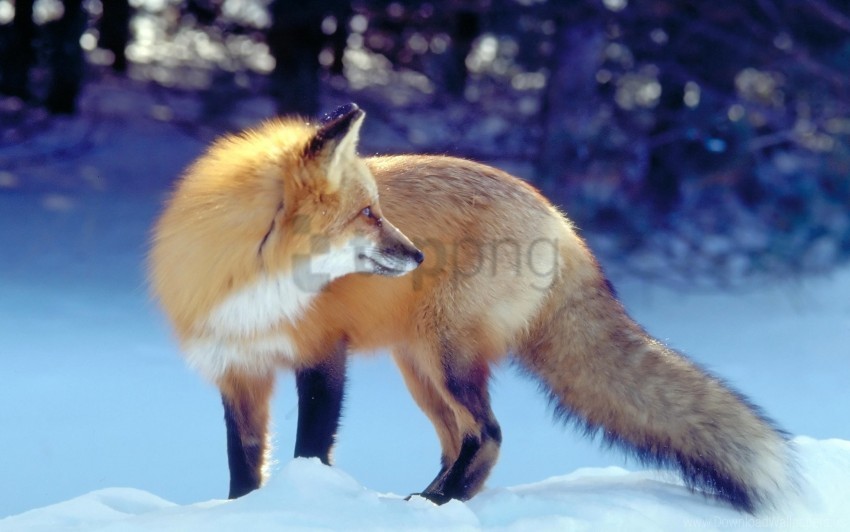 Free download | HD PNG fox hunting predator snow tail waiting winter