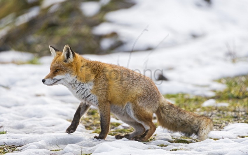 Free download | HD PNG fox hunting snow walking wallpaper background