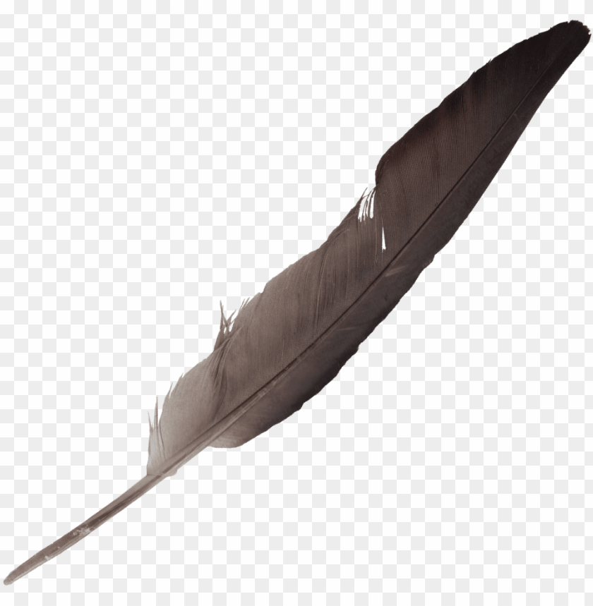 Free download | HD PNG free download feathers PNG transparent with ...