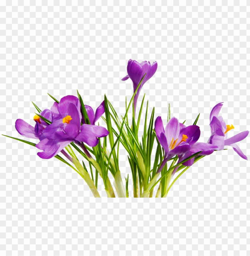 Download Png Flowers Images | PNG & GIF BASE