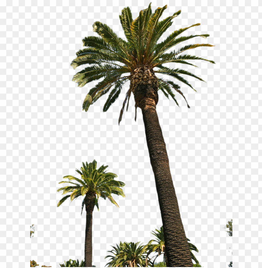 Free Png Palm Tree Png Images Transparent Palm Trees Png Image With Transparent Background Toppng