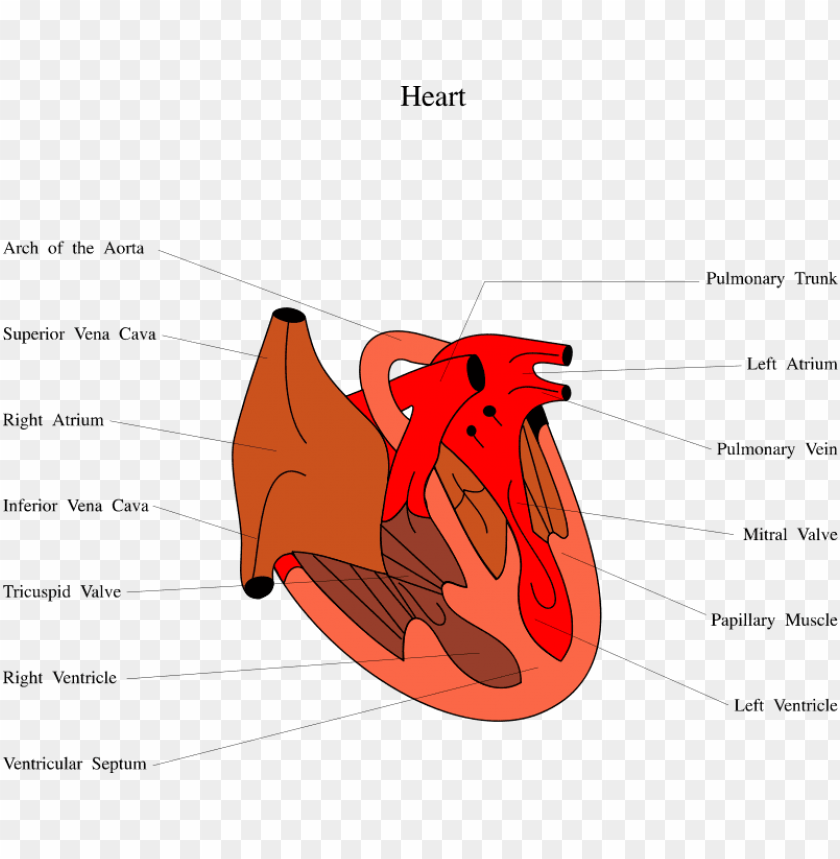 How Does A Chicken Heart Work