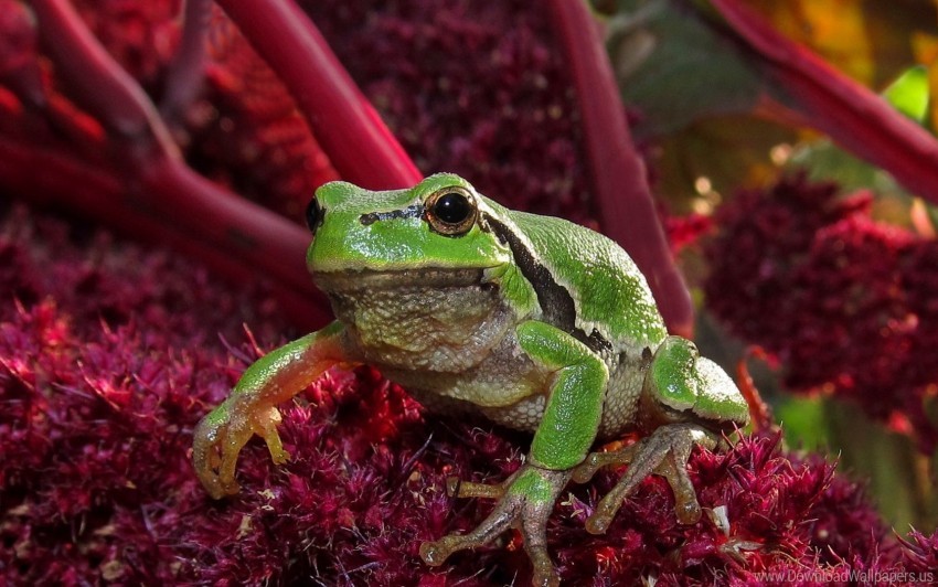 Free download | HD PNG frog grass green wallpaper background best stock ...