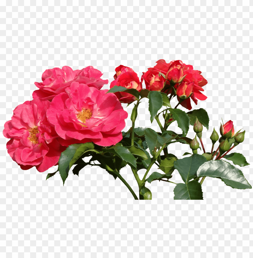 Free download | HD PNG garden roses PNG transparent with Clear ...