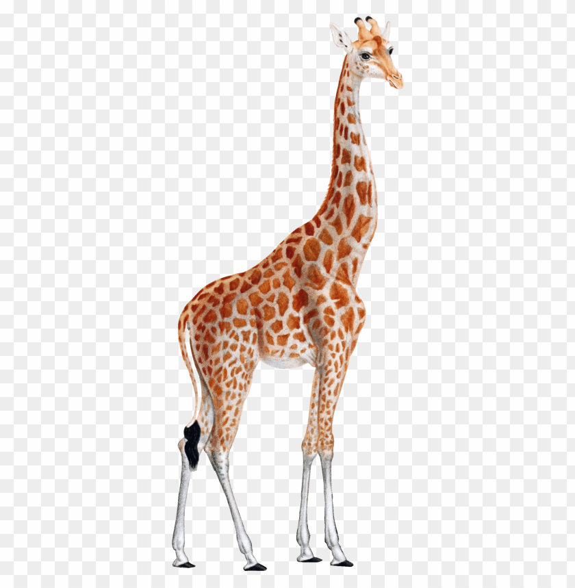 Download giraffe png images background | TOPpng