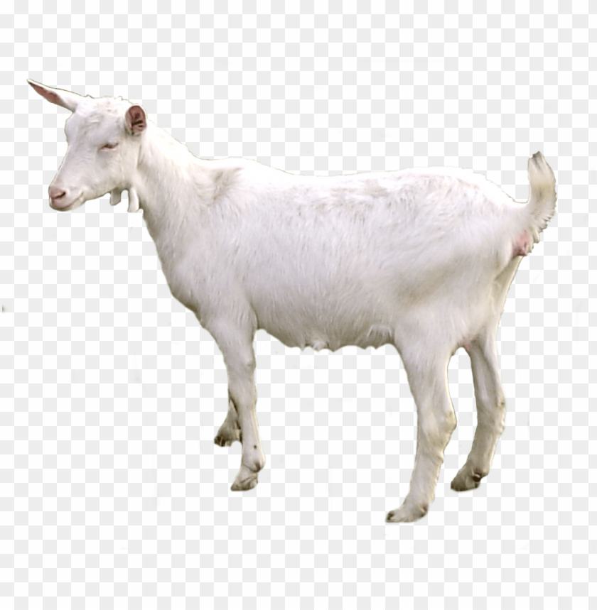 Free download | HD PNG goat png images background - Image ID 2906 | TOPpng