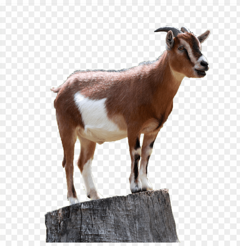 Download goat png png - Free PNG Images | TOPpng