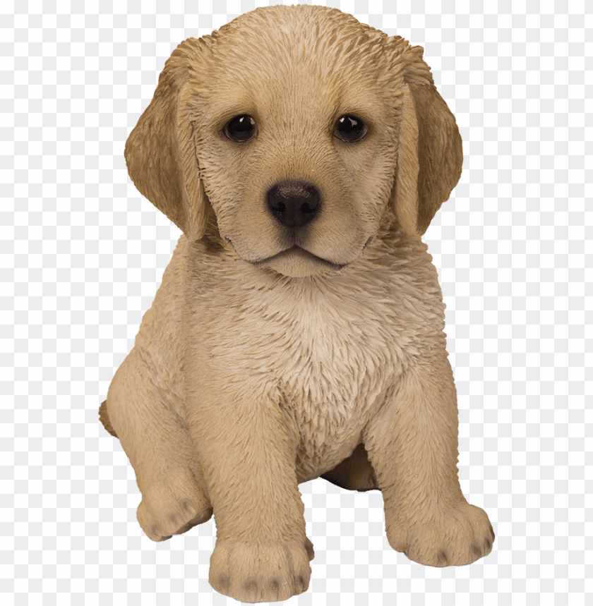 Download golden retriever png - Free PNG Images | TOPpng