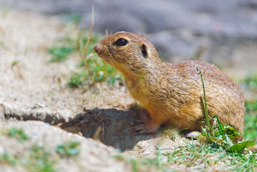 Free download | HD PNG gopher sand shade sitting wallpaper background ...