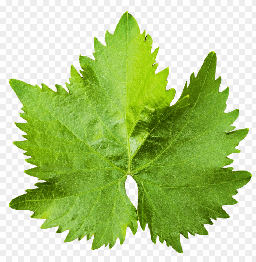 Free download | HD PNG Download grape vine leaf png images background ...